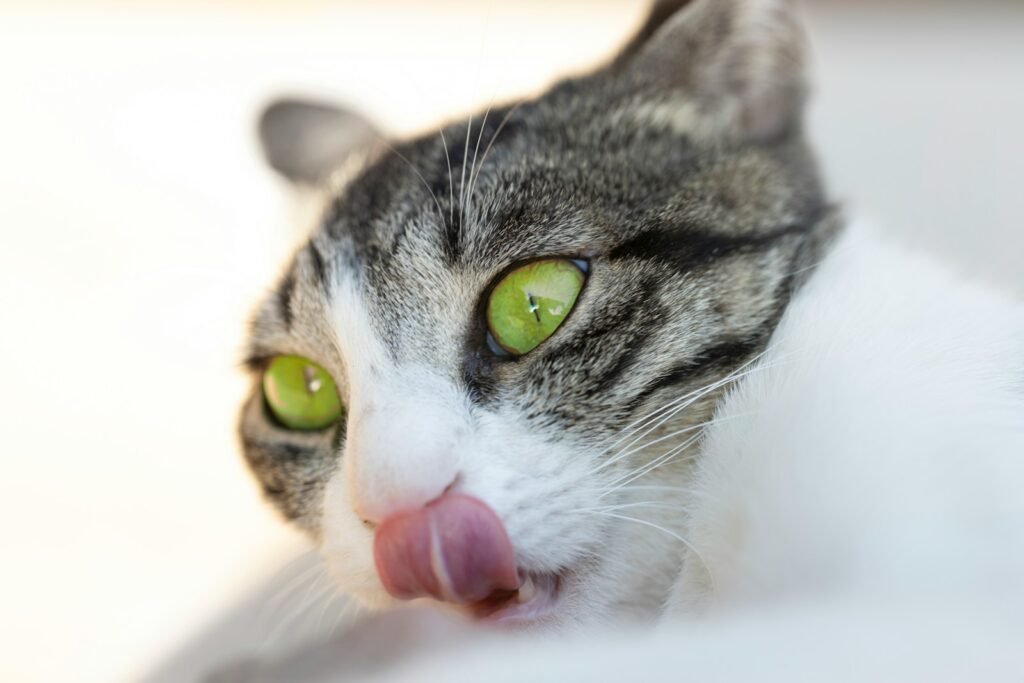 Cat Eye Contact a gray and white cat sticking its tongue out