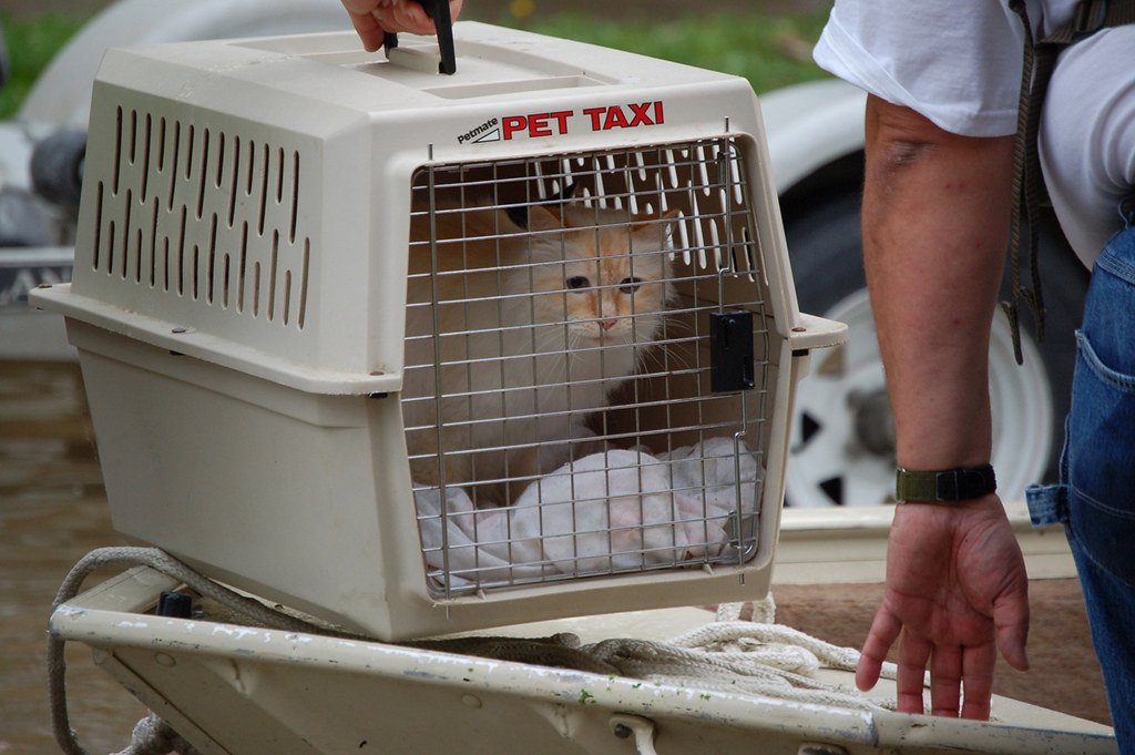 Rescue cat 