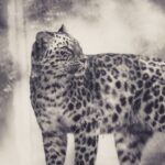 leopard facts: snow leopard