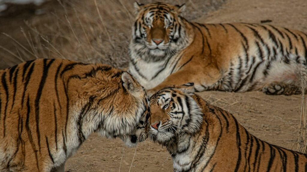 Three tigers interacting affectionately on a dry, sandy terrain, with two nuzzling each other while the third tiger observes in a relaxed pose, highlighting their social behavior.