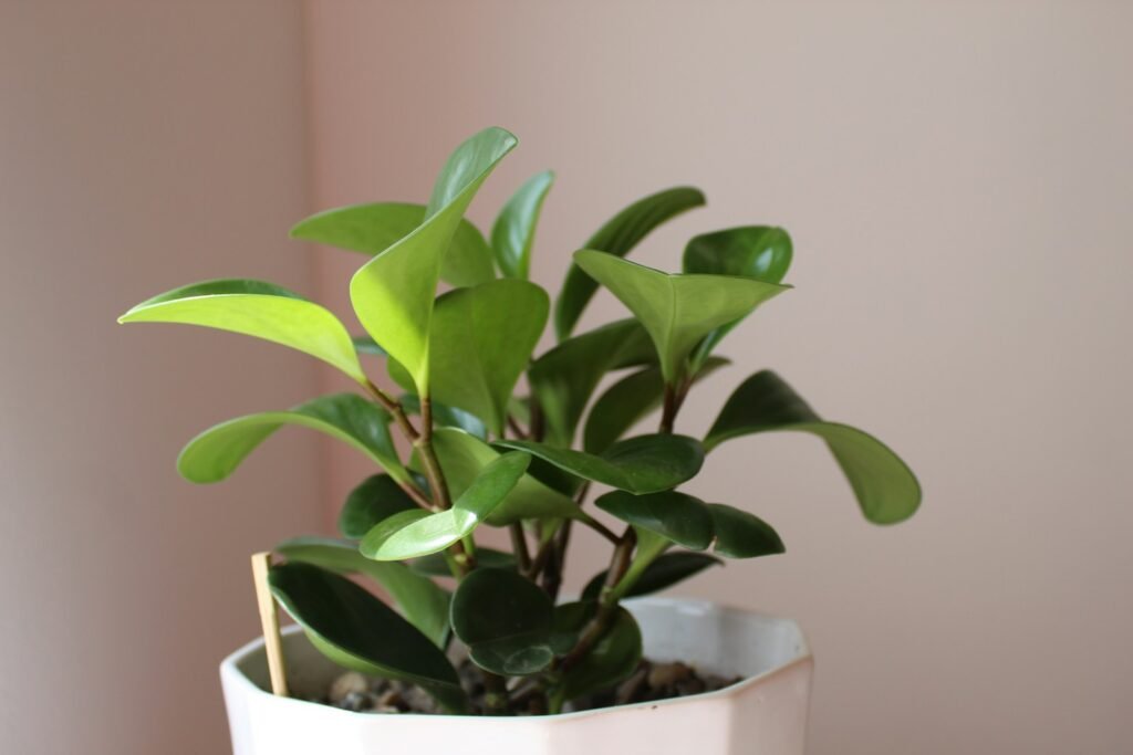  Cat-Friendly Houseplants