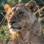 lioness hiding under green grasses