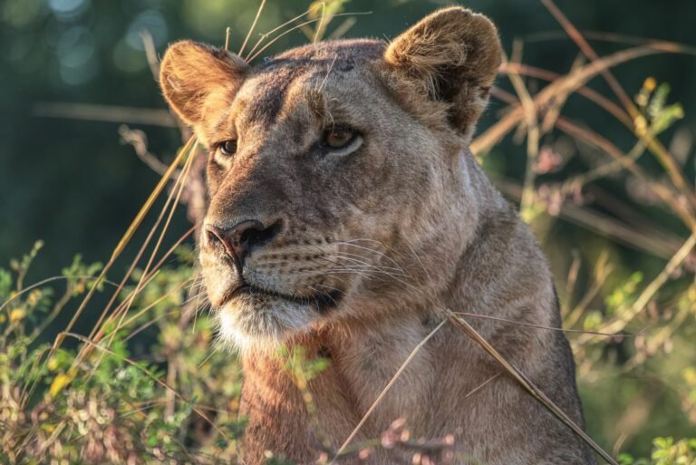 lioness hiding under green grasses