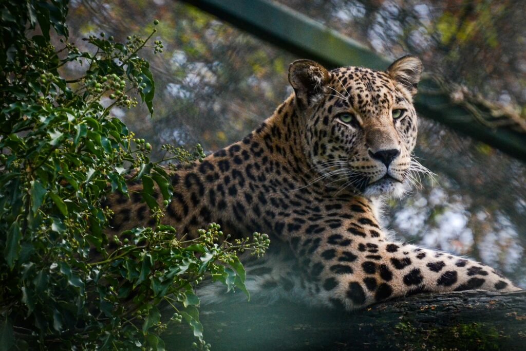 big cat leopard in water during daytime