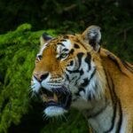 brown and black tiger on green grass during daytime