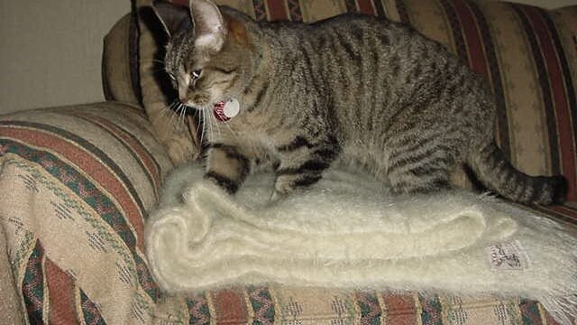 A striped cat with a collar kneading a soft blanket on a couch