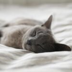 cat sleeping