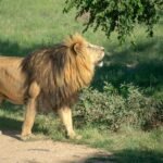 brown lion under green tree