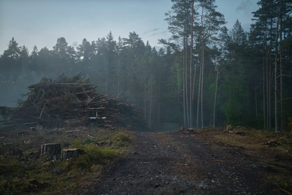 a dirt road in the middle of a forest