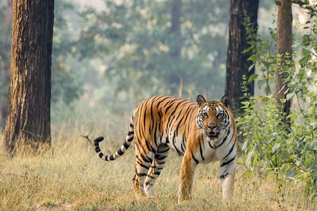 Cat Ecosystem a tiger standing in the grass
