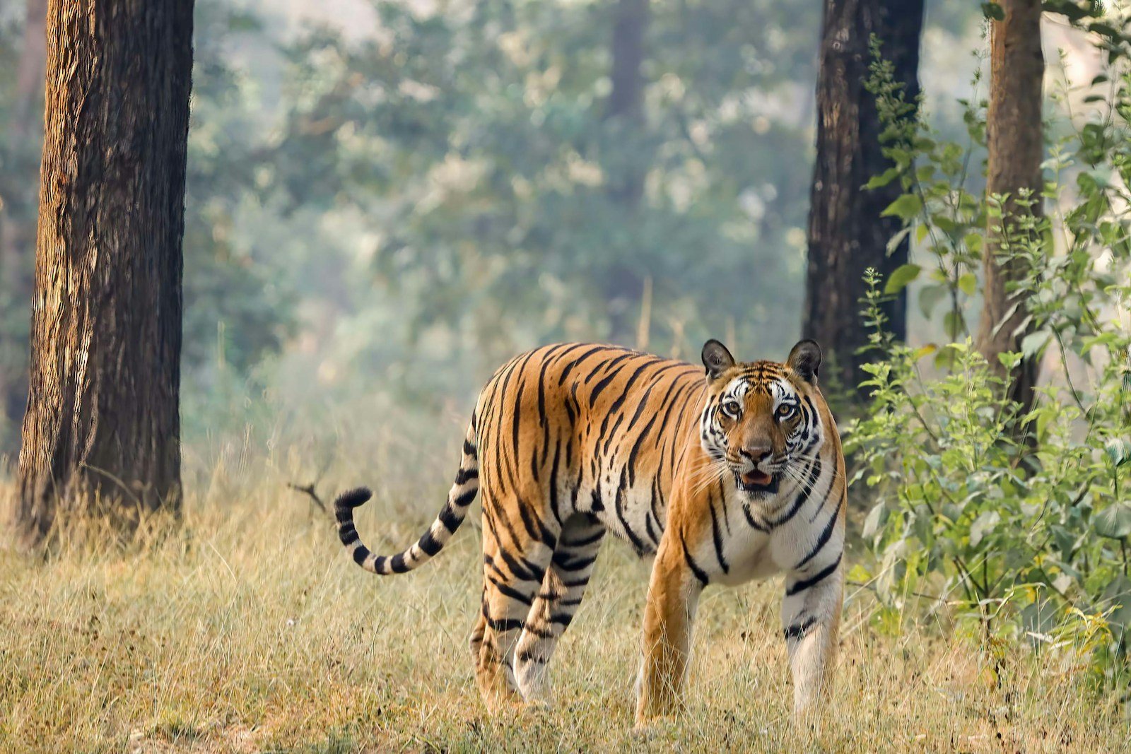 Photo by Tapan Kumar Choudhury Silent stalking: a tiger standing in the grass