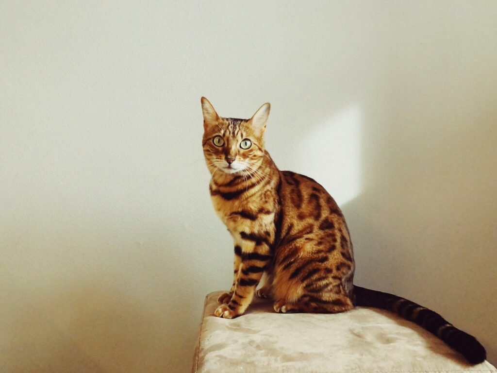 cat tricks: brown tabby cat on white textile