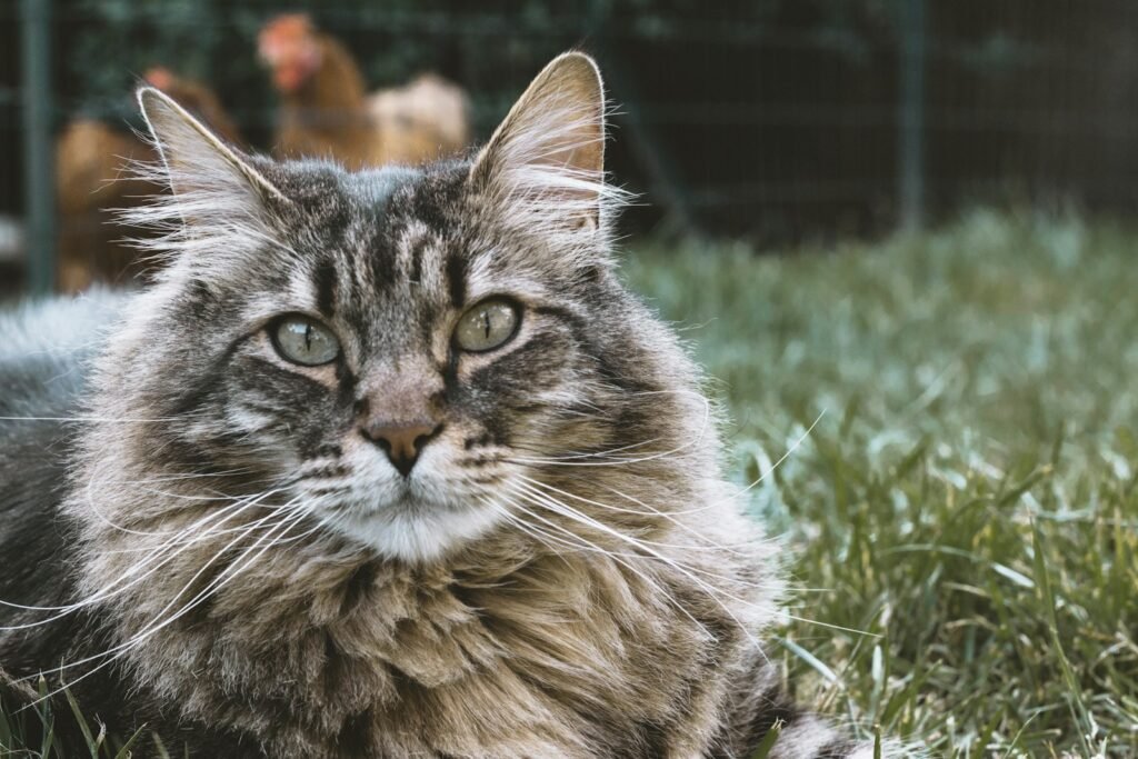 Big Cat Maine coon cat lying on grass