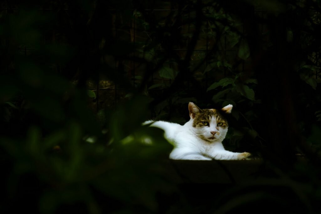 Cat Superstition a cat lying in the dark