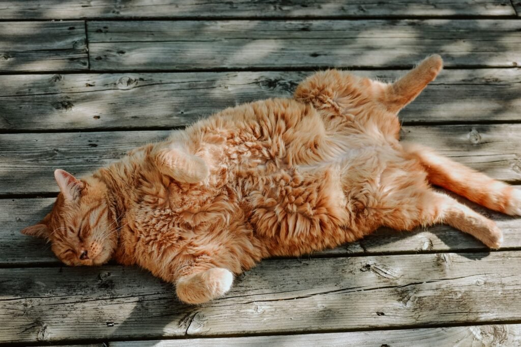 Cats as Companions