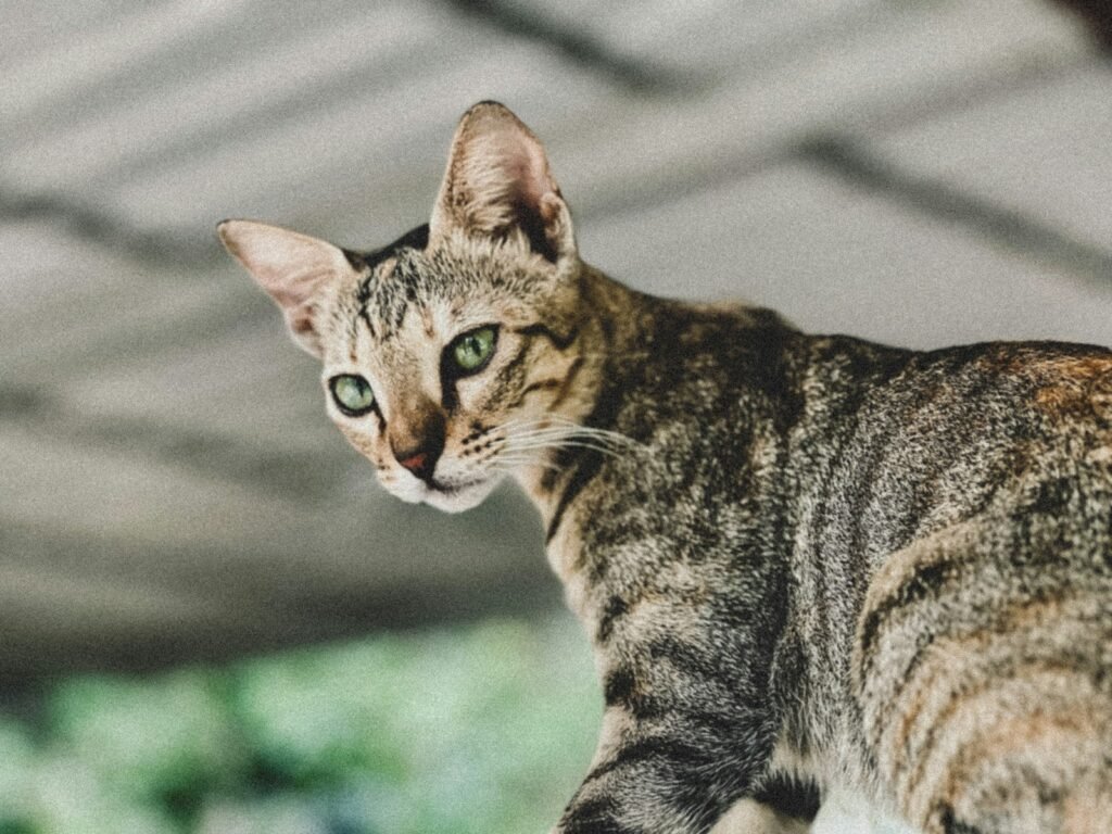 cat independence: a close up of a cat with green eyes