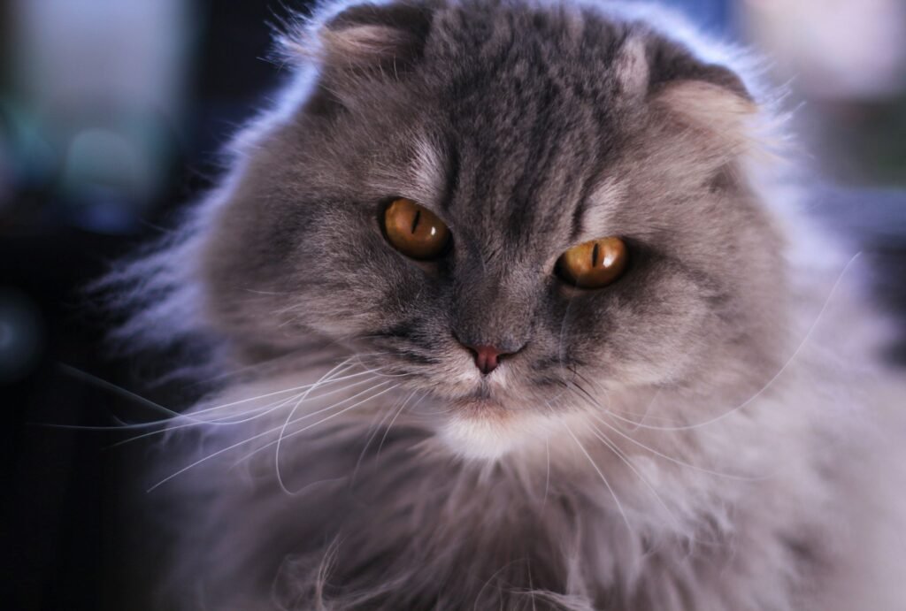gray and white long fur cat