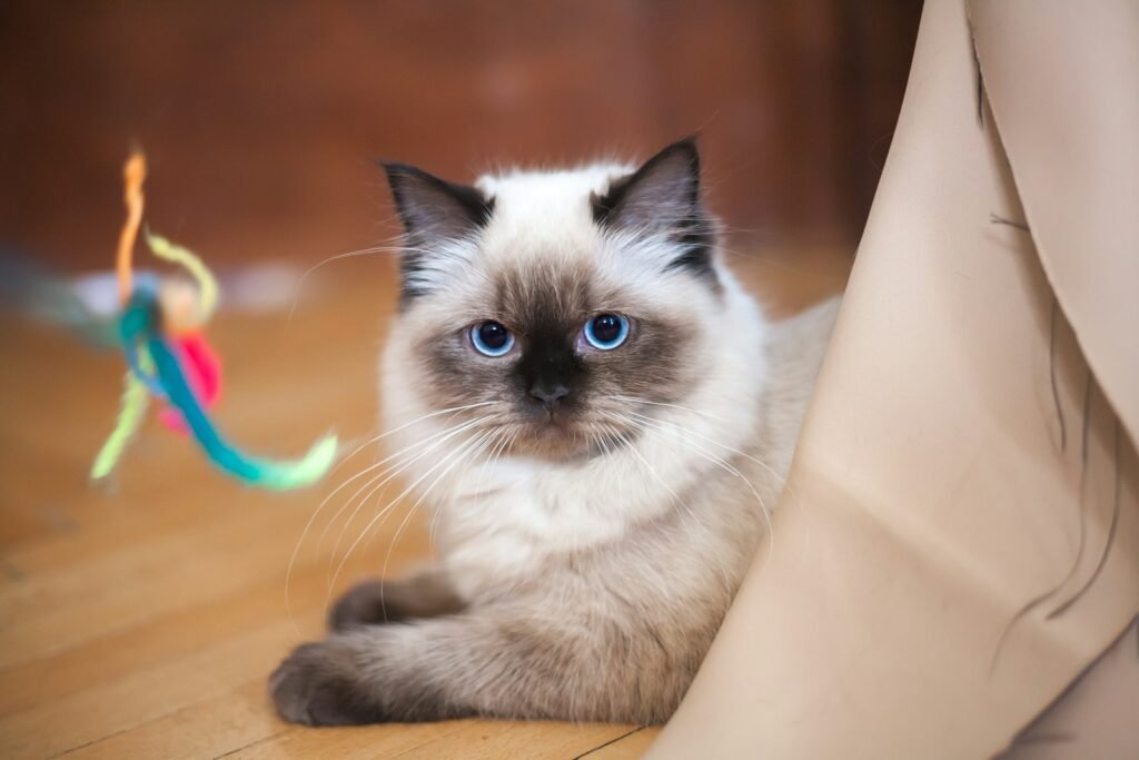 cat breed personality: white and black cat on brown wooden table