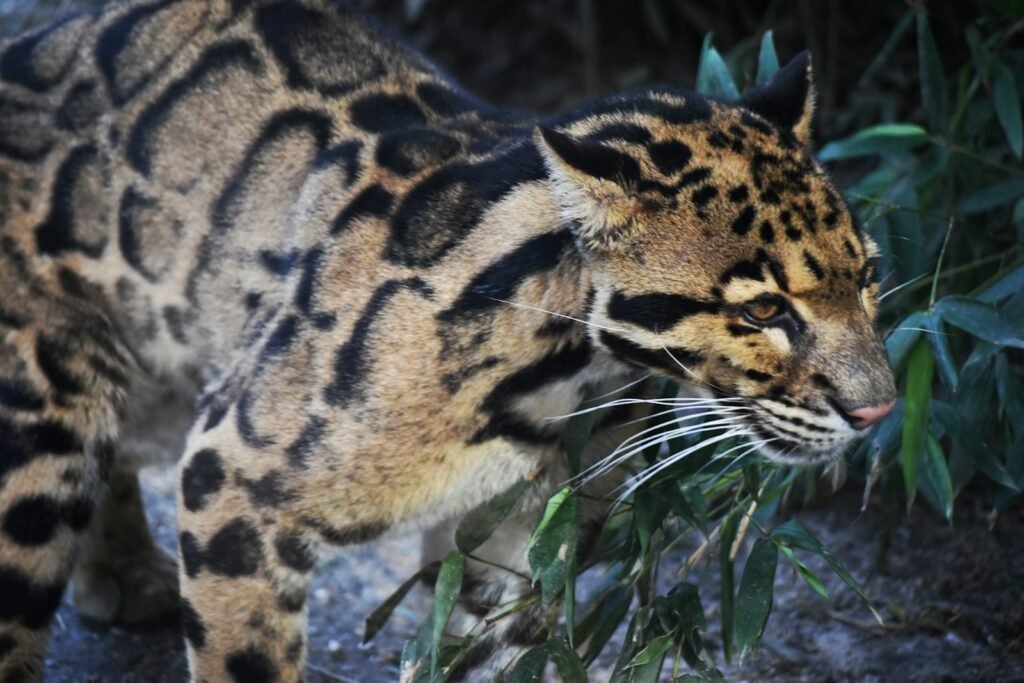 Clouded leopard