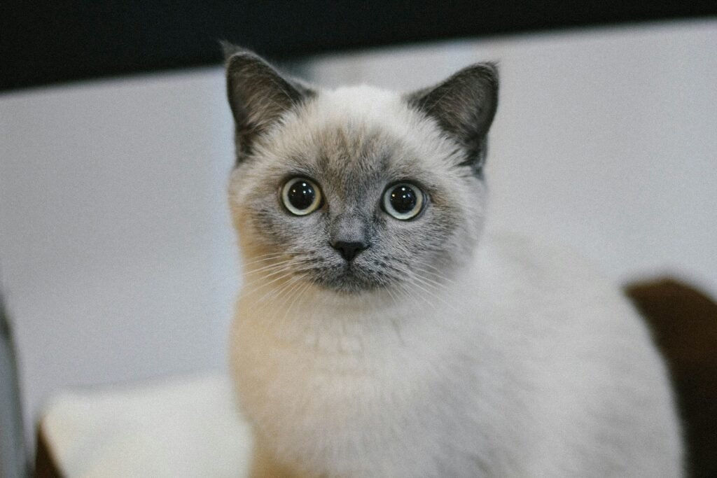 cat owners mistake: short-coated white cat