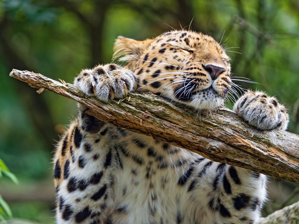 About big cats