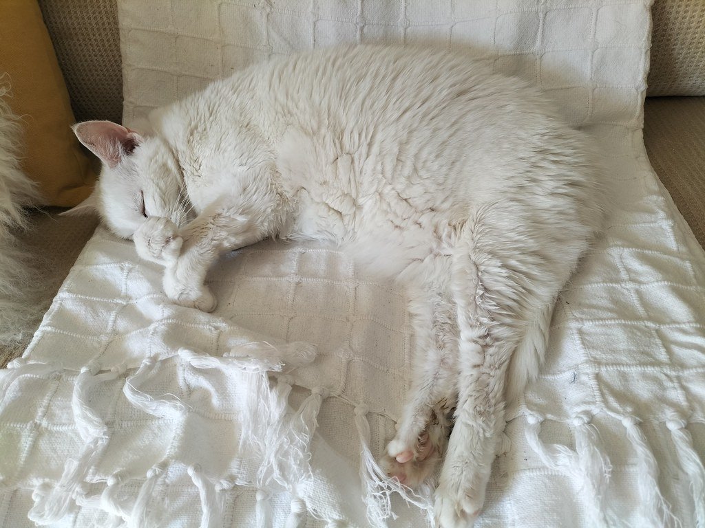 Pickle the rescue cat