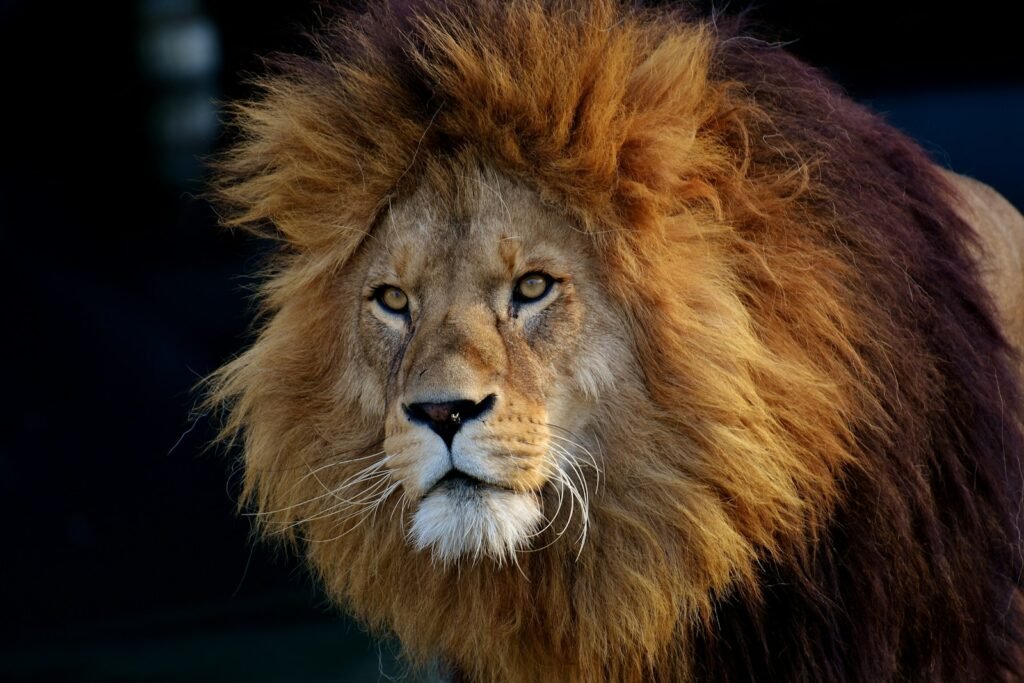 Big Cat lion lying on black textile