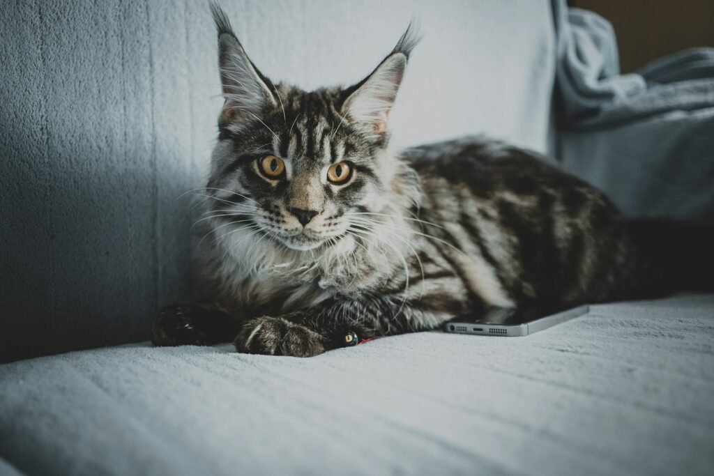 Breeds for Active Owners