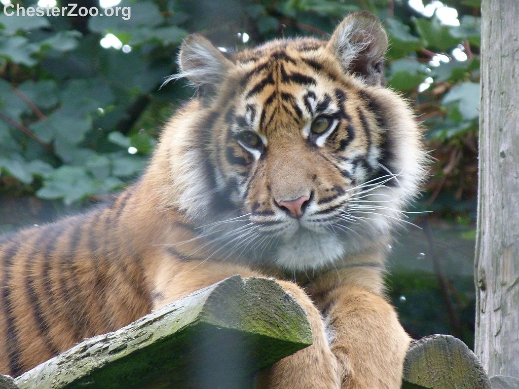 About Big cats