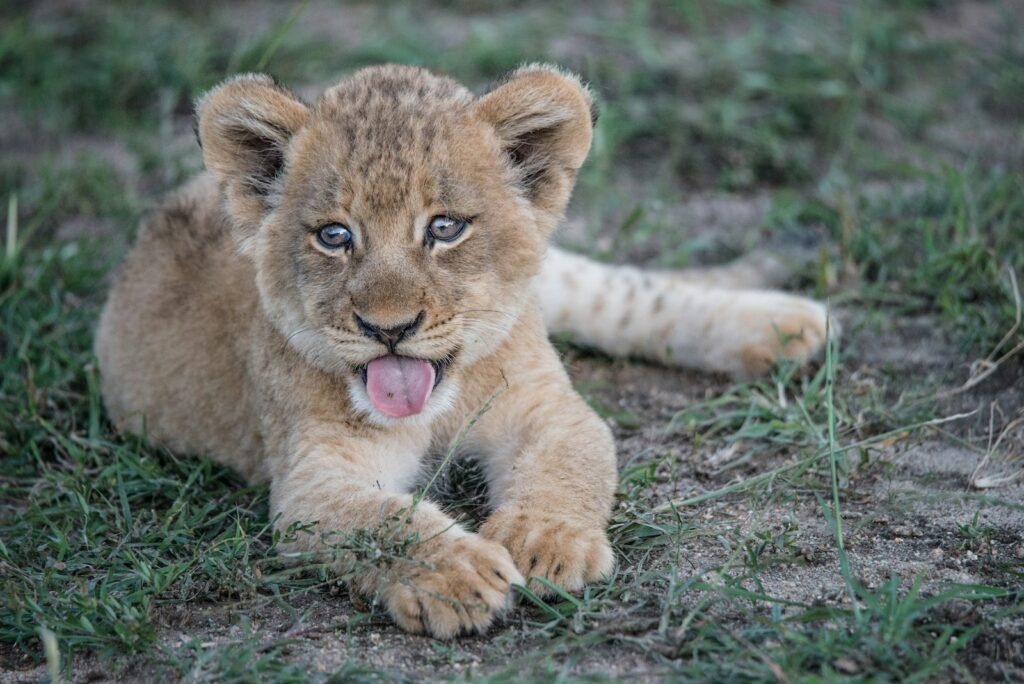 climate change: short-fur brown lion cub lying on green grass plant