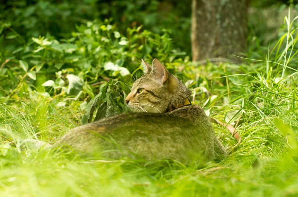 a cat laying in the grass seeing field view
