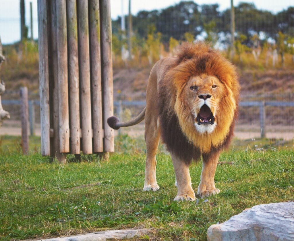 big cat roars: lion standing on grass field