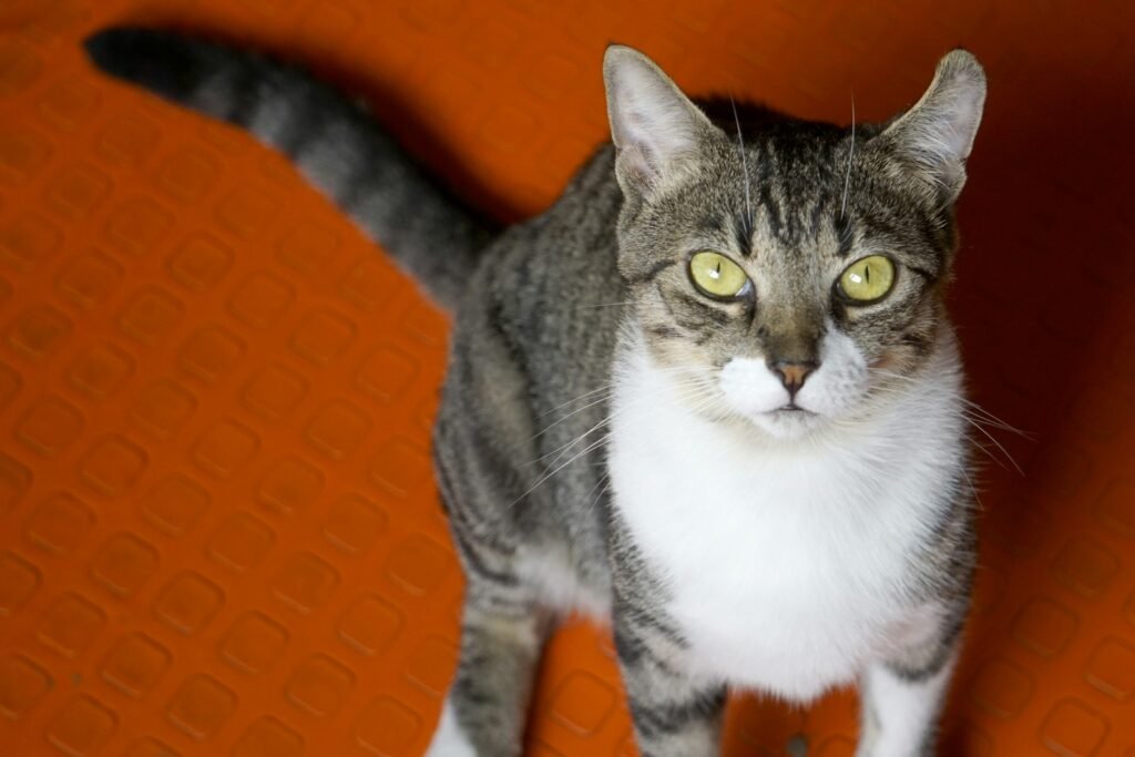 solitary predator: black tabby cat