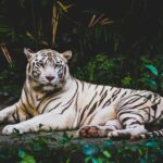 albino tiger lying on ground at nighttime