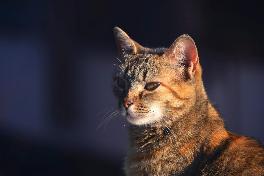 brown tabby cat