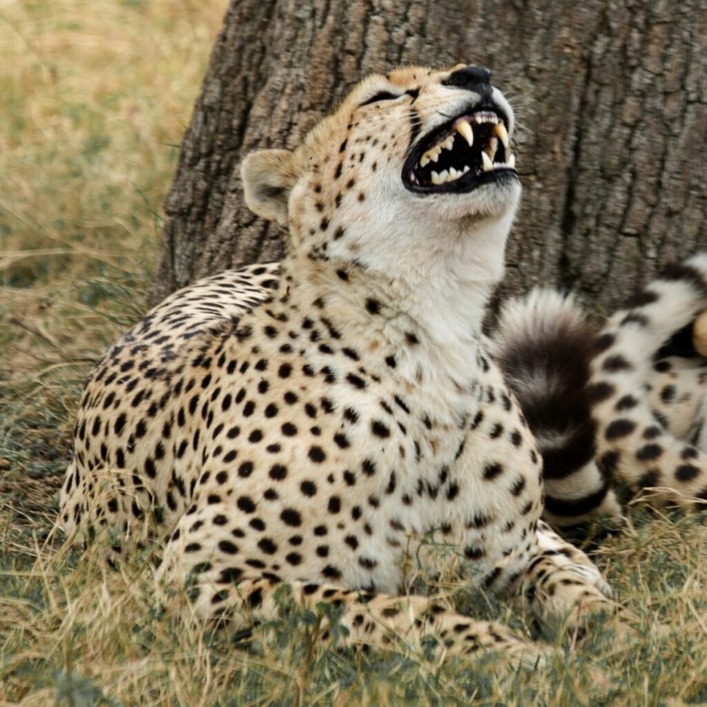 cheetah survive: cheetah lying down under a tree