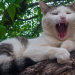 a cat lying on a tree branch