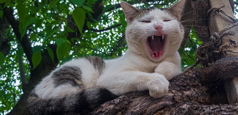 a cat lying on a tree branch