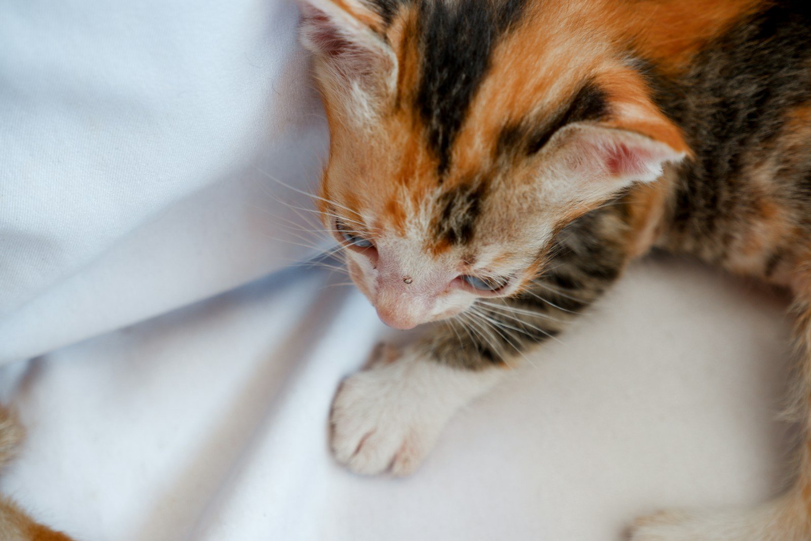 Photo by Devi Puspita Amartha Yahya orange and black tabby cat