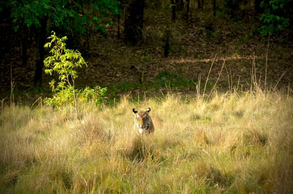 a small animal standing in a field of tall grass