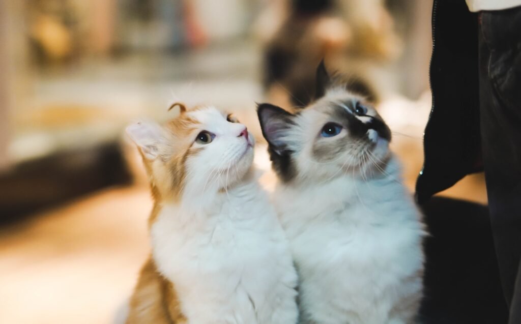 Cats as Companions