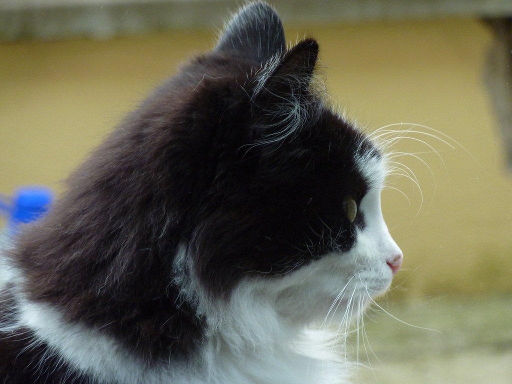 Cat ignoring
