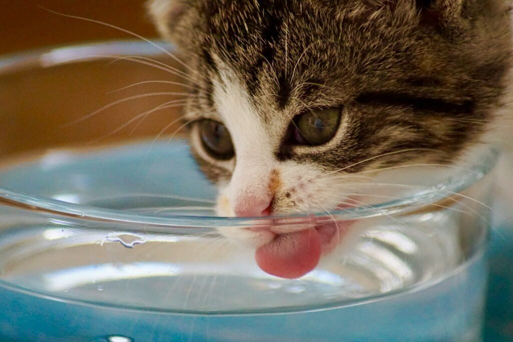 Water Loving Cat cat drinking water from bowl