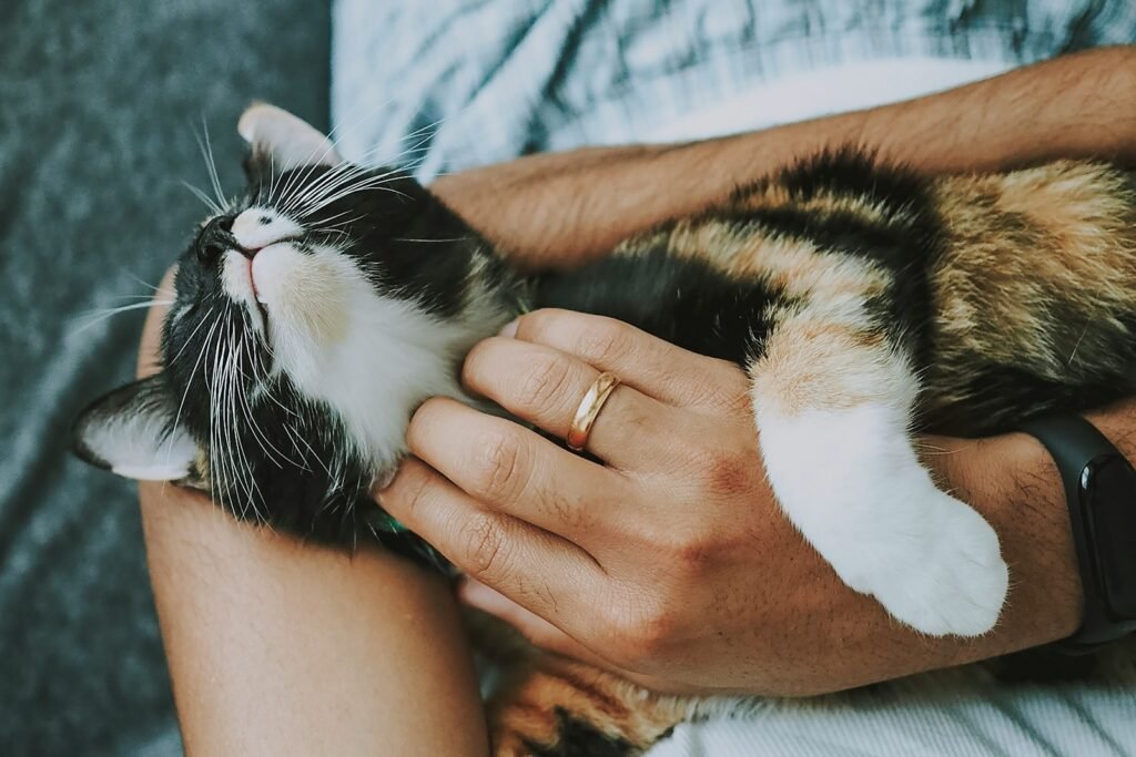 Cat Trust person holding white and black cat