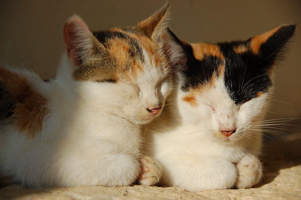 Cozy Cat-Friendly photo by pixabay