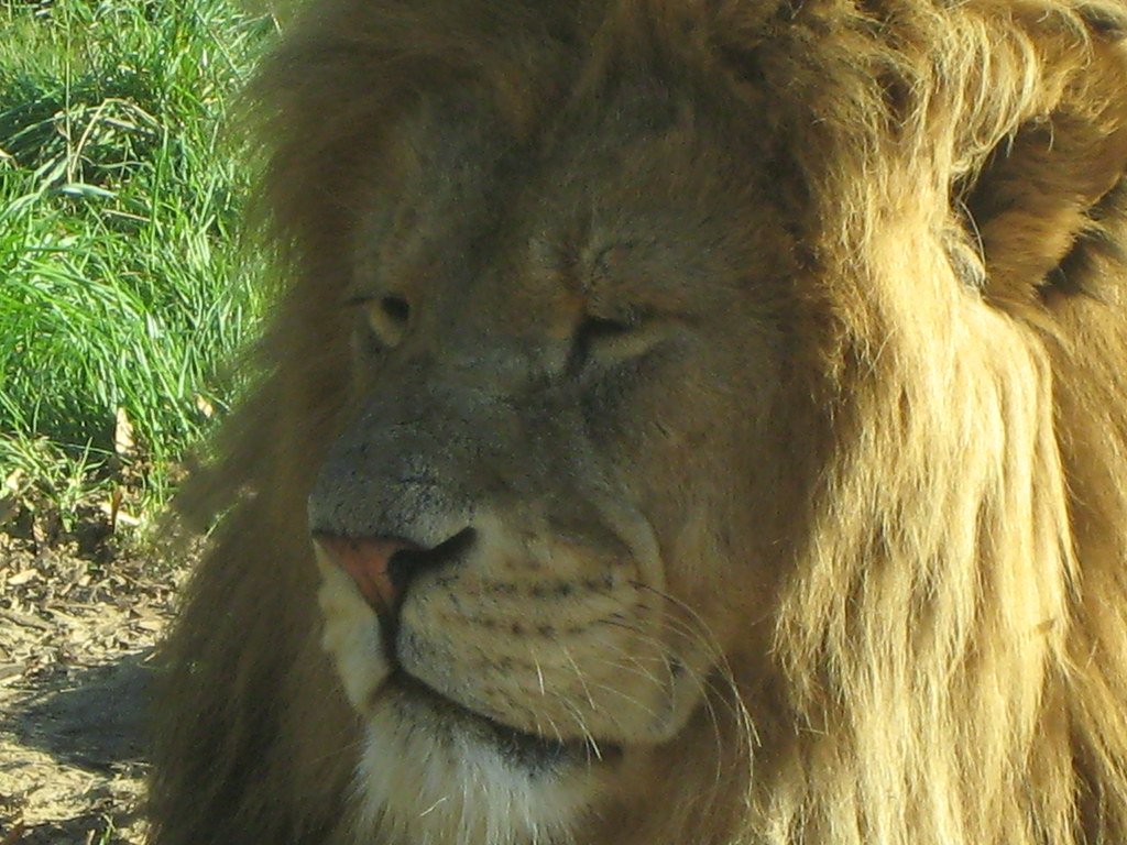 lion