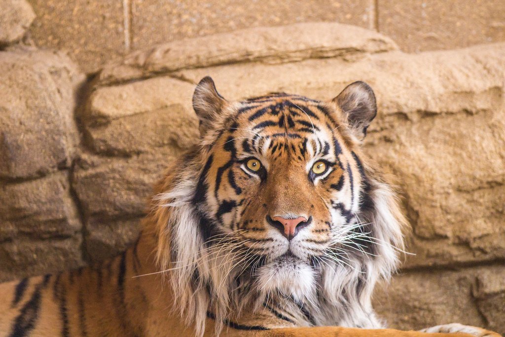About Big cats