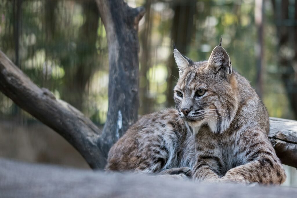 Conservationists