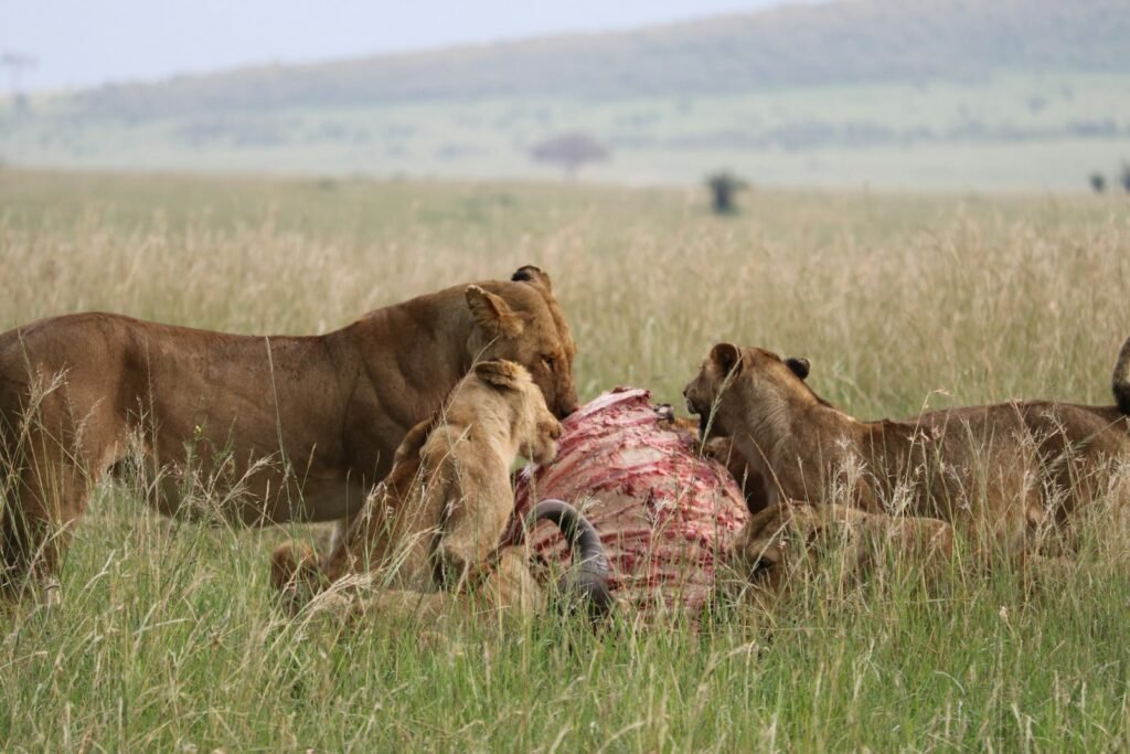 Cat Evolution pack of lion eating