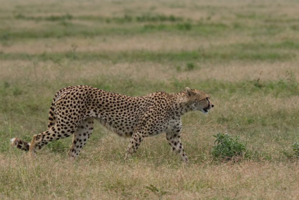 cat extinction: black and brown cheetah
